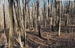 Wolfsbane Trail, Todd, NC 28684