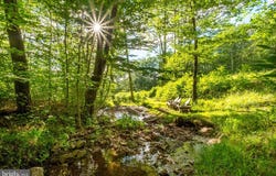 1077 SAND RUN RD, DAVIS, WV 26260