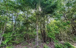 White Oak RD, Gladewater, TX 75647