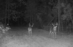 366 TIMBER TRAILS LN., Center Point, LA 71323