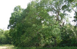 Fm 2114, Hubbard, TX 76648