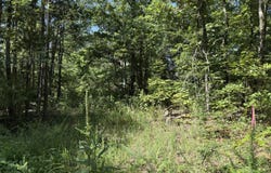 County Road 179, Dora, MO 65637