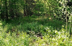 Arnold Lane, Wolcott, VT 05680