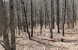 Superior Road, St Robert, MO 65584