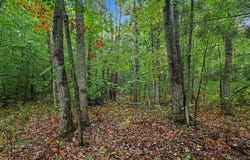Orshal Road, Whitehall, MI 49461