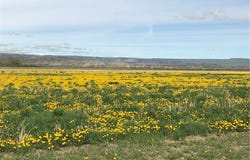 Hergenrider Road, Bridger, MT 59014