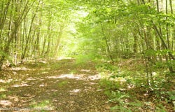 174 High Peak Road, Windham, NY 12496
