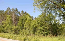 NE HOLLY ROAD, KALKASKA, MI 49646