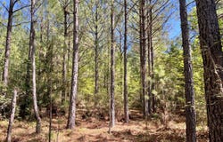 -- Ironweed Road, Edgefield, SC 29824