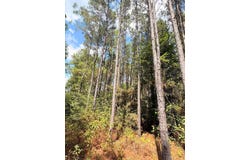 FM 1751, San Augustine, TX 75972