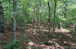Grassy Knob Road, Mill Spring, NC 28756