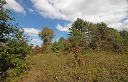 White Pine lot: 1, Spring Green, WI 53588