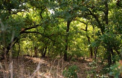 E 1990 Rd, Wilson, OK 73463