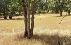 200 Creek Crossing Rd, Hayfork, CA 96041
