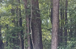 Sr 1916 & 1917, Aurora, NC 27806