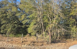 82nd St, Trenton, FL 32693