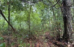 NE 312th Ave, Old Town, FL 32680