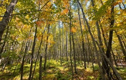 Parcel 6 County Road A, Solon Springs, WI 54873