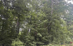 S Hemlock Road, Cedar, MI 40621