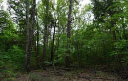 TBD2 County Road 1200, Malakoff, TX 75148