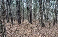 NC 6220, Jasper, AR 72641