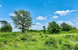 Cr 429, Cross Plains, TX 76443