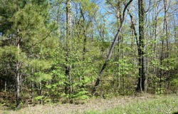 BULL BR Dr, Double Springs, AL 35553