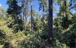 244 Pine Cone Lane, Hemphill, TX 75948