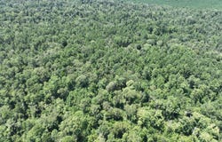 Hwy 463, Hineston, LA 71438