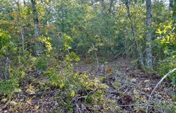 Charleston Highway, Williston, SC 29853