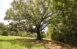 6644 Cr 4020, TIMPSON, TX 75975