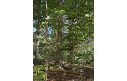 Cornwell Road, Scottsville, KY 42164