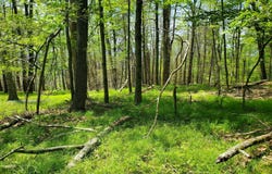 Piney Lane, Cragsmoor, NY 12420