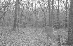 County Road 365 Loop, Urbana, MO 65767