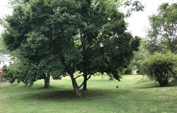 N Lincoln, Riverton, IL 62561