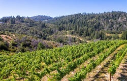 Diamond Mountain Road, Calistoga, CA 94515