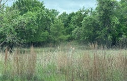 Guadalupe, Weatherford, TX 76087