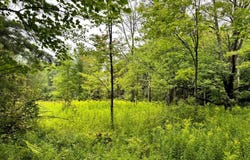 1.10 Brigham Rd, Richford, NY 13835