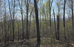 S FT VALLEY RD lot: 2, MADISON, VA 22727