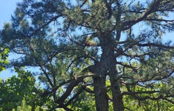 Water Tower Rd, Talihina, OK 74571