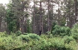 Hwy 24, Prescott, AR 71857