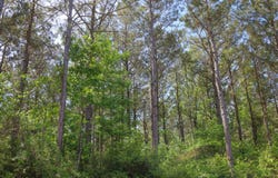 T.B.D. WILLARD TAYLOR RD, Dodson, LA 71422