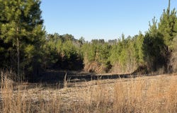 Delancey Road, Braxton, MS 39044