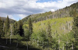MS Road, Glade Park, CO 81522