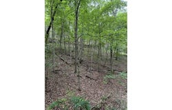 Oak Thicket Lane, Galena, MO 65656