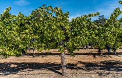 2070-2090 Old River Road, Ukiah, CA 95482