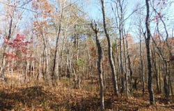 3525 BIG BRANCH Road, Riner, VA 24149