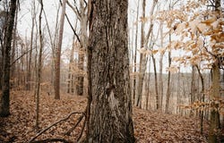 HWY 8 E, Gore Springs, MS 38929