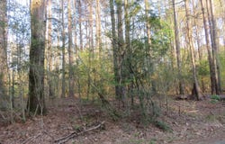 Woodland St, Kosciusko, MS 39090