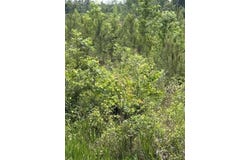 Texas Lane, Elko, SC 29826